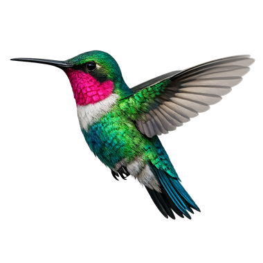 Colibri de bienvenue